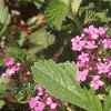 Verbena canadensis, habit