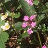 Verbena canadensis, habit
