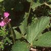 Verbena canadensis, habit
