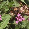 Verbena canadensis, habit