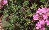 Verbena canadensis, habit