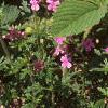 Verbena canadensis, habit