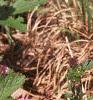 Verbena canadensis, habit