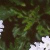 Verbena canadensis 'Alba', flowers
