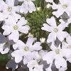 Verbena canadensis 'Alba', flowers