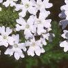 Verbena canadensis 'Alba', flowers