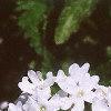 Verbena canadensis 'Alba', flowers