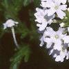 Verbena canadensis 'Alba', flowers