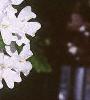 Verbena canadensis 'Alba', flowers