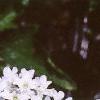 Verbena canadensis 'Alba', flowers
