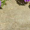 Verbena 'Homestead Purple', flowers
