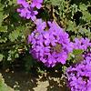 Verbena 'Homestead Purple', flowers