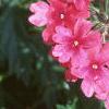 Verbena 'Sissinghurst', flowers