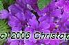 Verbena 'Superbena Dark Blue', flowers