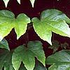 Parthenocissus tricuspidata, leaves