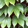 Parthenocissus tricuspidata, leaves