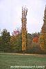 Acer saccharum 'Newton Sentry'