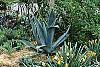 Agave americana