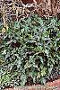 Arum italicum ssp. italicum 'Marmoratum'