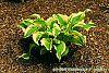 Hosta 'Atlantis'