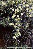 Gelsemium sempervirens 'Woodlander's Pale Yellow'