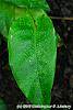 Calathea musaica