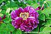 Paeonia suffruticosa 'Zi Qiao'