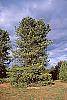 Pinus koraiensis