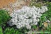 Phlox divaricata 'Dirigo Ice'