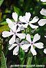 Phlox divaricata 'Dirigo Ice'