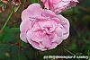 Rosa 'Hall Plot'