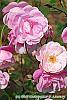 Rosa 'Hall Plot'