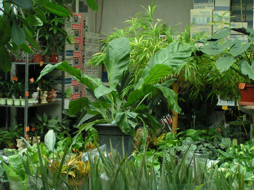 Re [Aroidl] Anthurium fruiting/ largest leaves