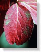 Fall Color