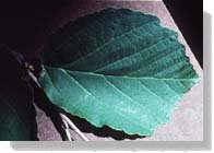 Leaves