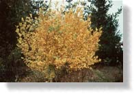 Fall Color
