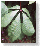 Leaves