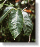 Leaves