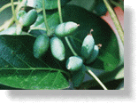 Fruit