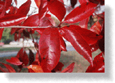 Fall Color