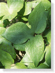 Leaves