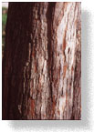 Bark