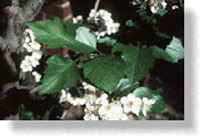 Habit