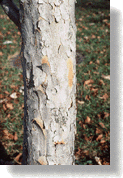 Bark