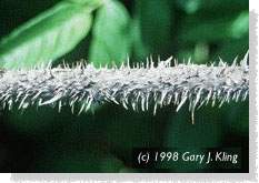 Bark