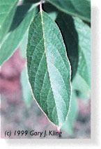 Leaves