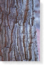 Bark