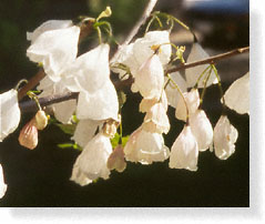 Emerging Flowers